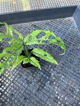 Load image into Gallery viewer, Monstera Obliqua Peru, Exact Plant Ships Nationwide
