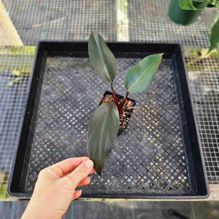 Philodendron Royal Queen, Exact Plant Ships Nationwide