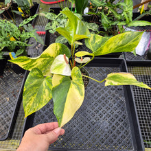 Load image into Gallery viewer, Anthurium Andraeanum White Heart, Exact Plant Variegated Ships Nationwide
