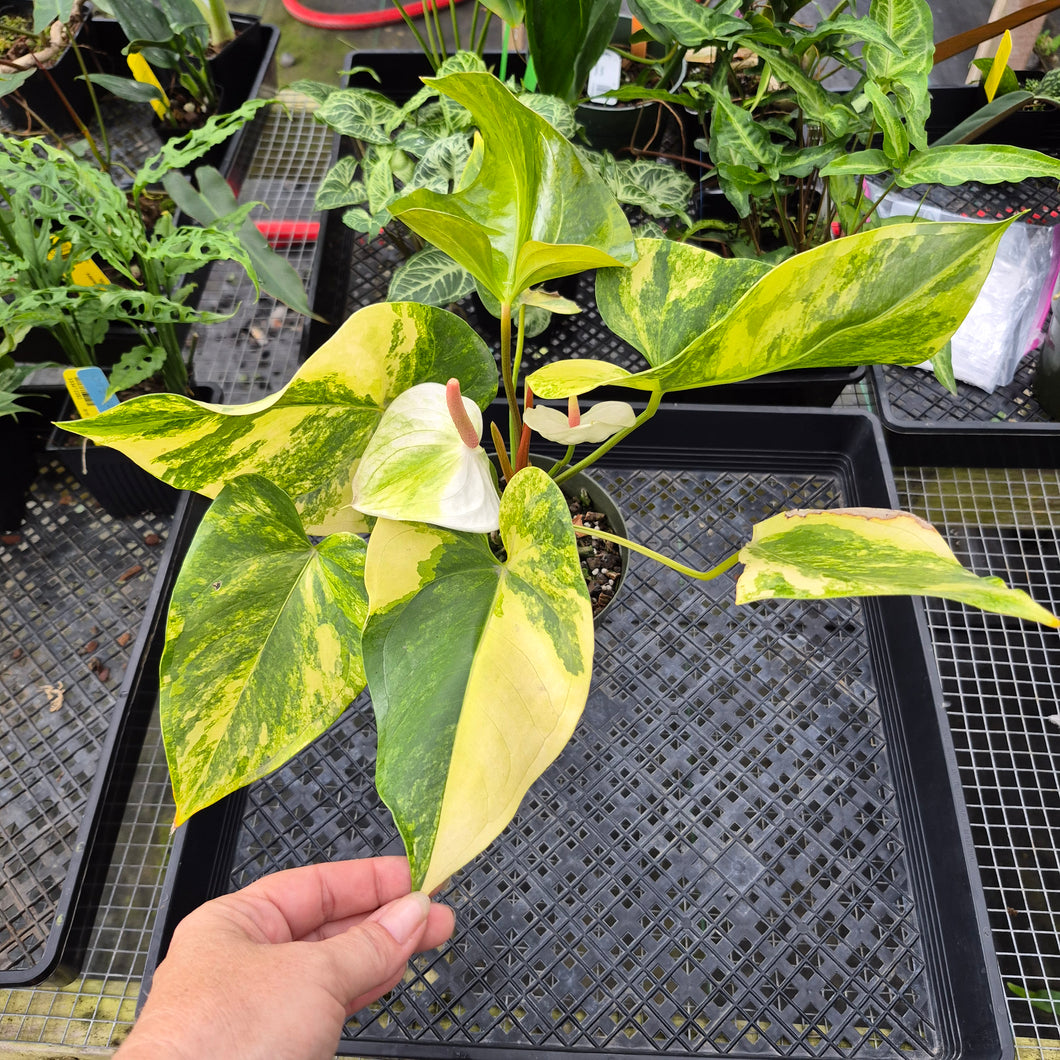 Anthurium Andraeanum White Heart, Exact Plant Variegated Ships Nationwide