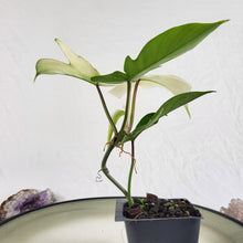 Load image into Gallery viewer, Philodendron Florida Ghost 2.5" pot, Fedex 2day*
