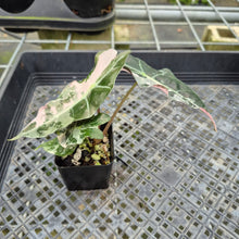 Load image into Gallery viewer, Alocasia Polly Snowflake Pink variegated exact plant, Fedex 2day*
