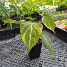 Load image into Gallery viewer, Philodendron Gloriosum Exact Plant Ships nationwide
