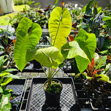 Load image into Gallery viewer, Anthurium Veitchii Narrow Form, Exact Plant X noid, X-Large, 6&#39;&#39; pot
