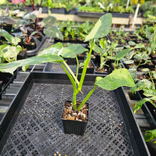Load image into Gallery viewer, Philodendron Jose Buono, Exact Plant Variegated Ships Nationwide
