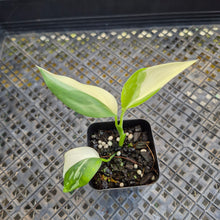 Load image into Gallery viewer, Scindapsus Blue Albo, Exact Plant Variegated Ships Nationwide
