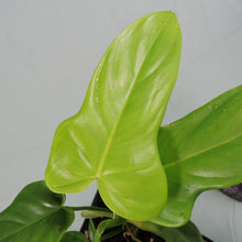 Load image into Gallery viewer, Philodendron Bipennifolium Golden Violin 4&quot; pot, Fedex 2 day*
