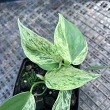 Load image into Gallery viewer, Philodendron Hederaceum, Heart Leaf, Exact Plant Variegated Ships Nationwide
