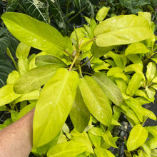 Load image into Gallery viewer, Philodendron Thai Sunrise Variegated 4" pot, Fedex 2day*
