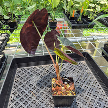Load image into Gallery viewer, Alocasia Sedenii Aurea Variegated exact plant, Fedex 2day*
