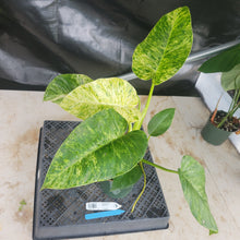 Load image into Gallery viewer, Philodendron Giganteum, Exact Plant Variegated Ships Nationwide
