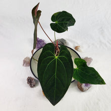 Load image into Gallery viewer, Anthurium Ace Of Spades X Papillilaminum, Exact Plant
