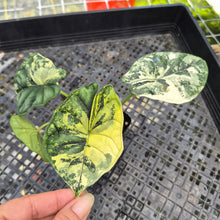 Load image into Gallery viewer, Alocasia Baginda Dragon Scale Albo Aurea Bicolor , Exact Plant Ships Nationwide

