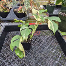 Load image into Gallery viewer, Rhaphidophora Tetrasperma Albo, Exact Plant Variegated Ships Nationwide
