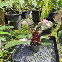 Load image into Gallery viewer, Philodendron Pink Princess, Exact Plant Variegated Ships Nationwide
