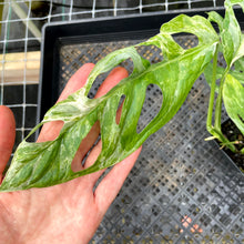 Load image into Gallery viewer, Monstera Adansonii Mint &quot;Indonesia&quot;, Exact Plant Variegated Ships Nationwide
