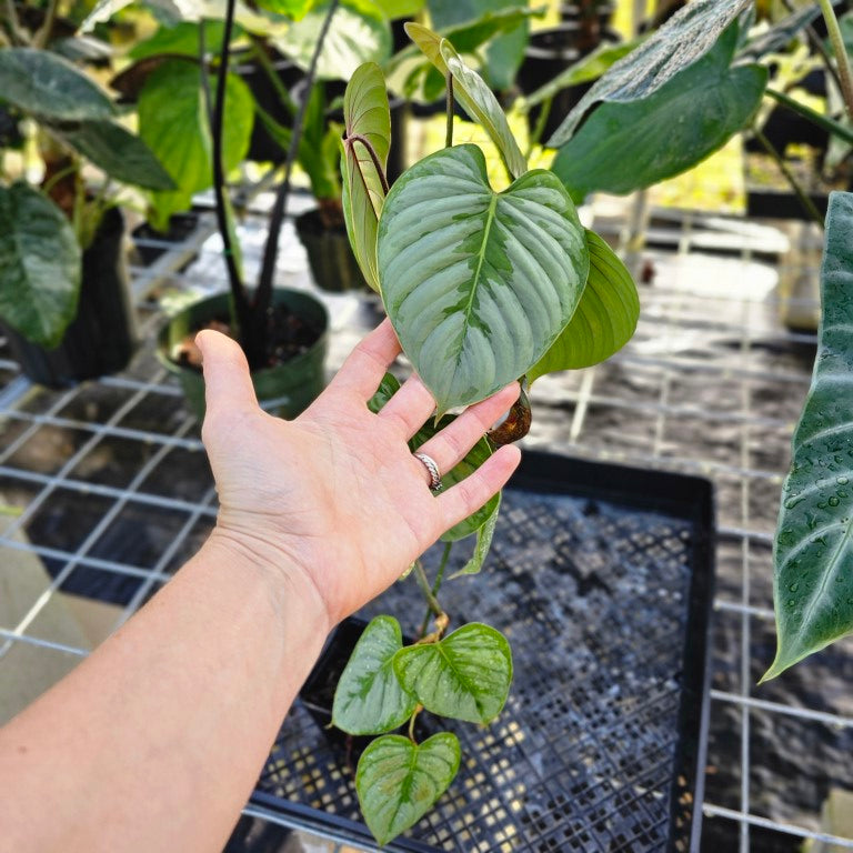 Philodendron Sodiroi True Form, Exact Plant Ships Nationwide
