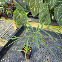 Load image into Gallery viewer, Philodendron Polypodoides, Exact Plant Ships Nationwide
