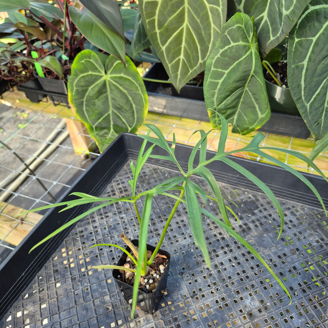 Philodendron Polypodoides, Exact Plant Ships Nationwide