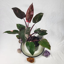 Load image into Gallery viewer, Philodendron Pink Princess, Exact Plant Variegated
