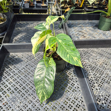 Load image into Gallery viewer, Epipremnum Pinnatum Albo Variegated exact plant, Fedex 2day
