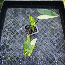 Load image into Gallery viewer, Alocasia Macrorhizza Black Stem, Exact Plant Variegated
