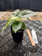 Load image into Gallery viewer, Alocasia silver dragon aurea Exact Plant Variegated Ships Nationwide
