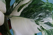 Load image into Gallery viewer, Variegated Monstera Borsigiana Albo Exact Plant
