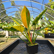 Load image into Gallery viewer, Philodendron Green Congo Nuclear, Exact Plant Variegated
