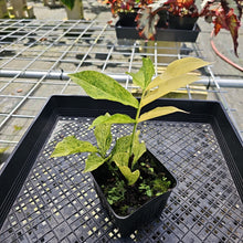 Load image into Gallery viewer, Zamioculcas Zamiifolia Wild Form ZZ Variegated 4" pot, Fedex 2day*
