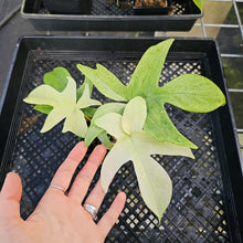 Load image into Gallery viewer, Philodendron Florida Ghost, Exact Plant Ships Nationwide
