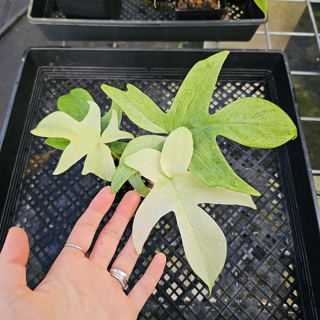Philodendron Florida Ghost, Exact Plant Ships Nationwide