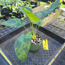 Load image into Gallery viewer, Homalomena Schismatoglottis Neoguineensis, Exact Plant Ships Nationwide
