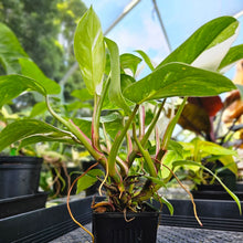 Load image into Gallery viewer, Philodendron White Princess, Exact Plant Variegated
