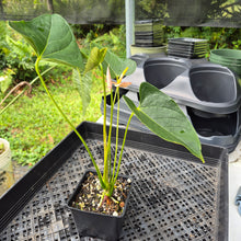 Load image into Gallery viewer, Anthurium Shibori Variegated 4" pot, Fedex 2day*
