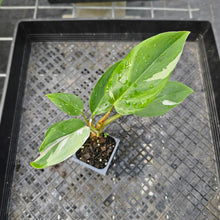 Load image into Gallery viewer, Philodendron White Princess, Exact Plant Variegated Ships Nationwide
