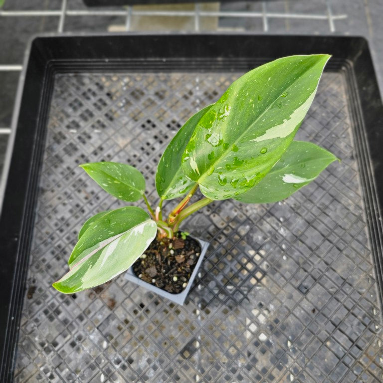 Philodendron White Princess, Exact Plant Variegated Ships Nationwide