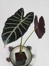 Load image into Gallery viewer, Alocasia Grandis, Exact Plant
