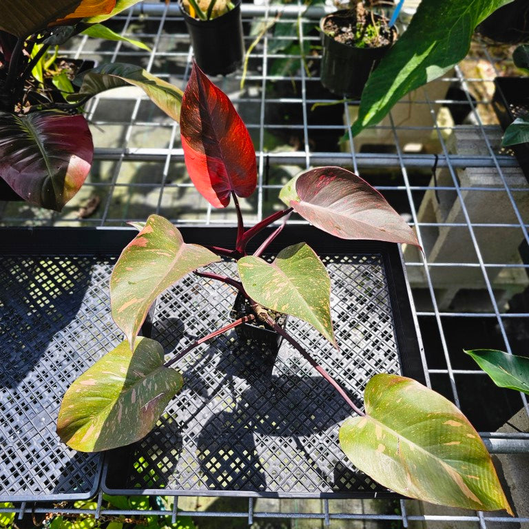 Philodendron Orange Princess, Exact Plant Variegated