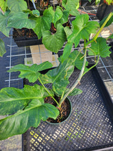 Load image into Gallery viewer, Philodendron Minarum &#39;Lime Fiddle&#39;, Exact Plant Ships Nationwide
