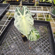 Load image into Gallery viewer, Alocasia Venom exact plant, Fedex 2day*
