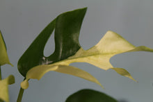 Load image into Gallery viewer, Variegated Rhaphidophora Tetrasperma Exact Plant Ships nationwide
