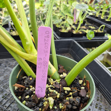 Load image into Gallery viewer, Philodendron Jose Buono Variegated exact plant, Fedex 2day*
