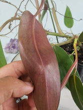 Load image into Gallery viewer, Mexicanum, exact plant, Philodendron, ships nationwide
