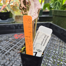 Load image into Gallery viewer, Alocasia nobilis pink Variegated Ships Nationwide
