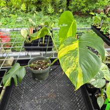 Load image into Gallery viewer, Monstera Borsigiana Aurea, Exact Plant Variegated Ships Nationwide
