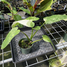 Load image into Gallery viewer, Philodendron Jose Buono Variegated exact plant, Fedex 2day
