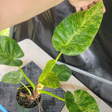 Load image into Gallery viewer, Philodendron Giganteum, Exact Plant Variegated Ships Nationwide
