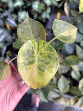 Load image into Gallery viewer, Alocasia Wentii Aurea variegated 2.5" pot, Fedex 2day*
