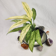 Load image into Gallery viewer, Aglaonema Ice Queen, Silver Queen, Exact Plant Variegated
